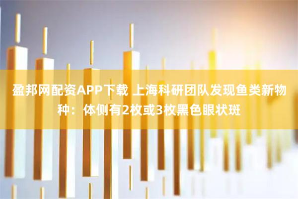盈邦网配资APP下载 上海科研团队发现鱼类新物种：体侧有2枚或3枚黑色眼状斑